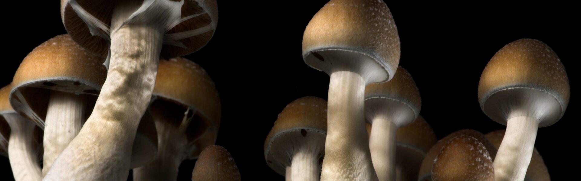 Psilocybe Cubensis (Magic Mushroom) Grow Kits USA