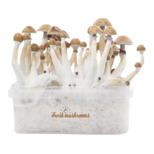 Buy Fresh Mushrooms® Magic Mushroom Grow Kit Mexican XP