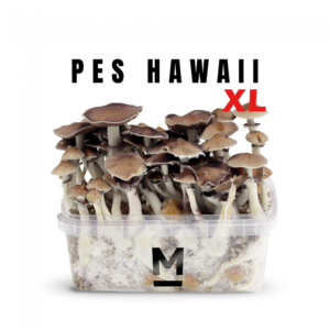 Buy Hawaiian PES Magic Mushroom Grow Kit XL