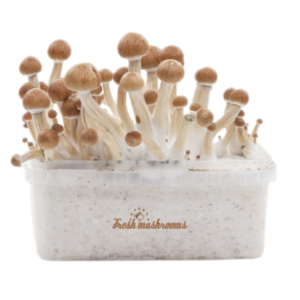 Buy Magic Mushroom Grow Kit Amazon XP by FreshMushrooms®