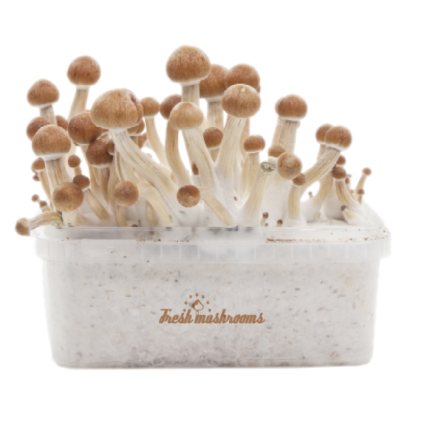 Buy Magic Mushroom Grow Kit Amazon XP by FreshMushrooms®