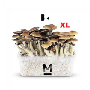 Buy Magic Mushroom Grow Kit B+ XL by Mondo®