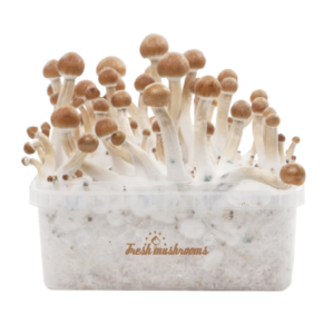 Buy Magic Mushroom Grow Kit B+ XP by FreshMushrooms®