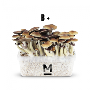 Buy Magic Mushroom Grow Kit B+ by Mondo®