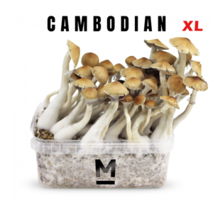 Buy Magic Mushroom Grow Kit Cambodia XL by Mondo®