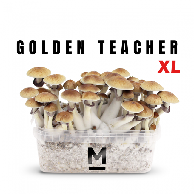 Buy Magic Mushroom Grow Kit Golden Teacher XL by Mondo® - Magic ...