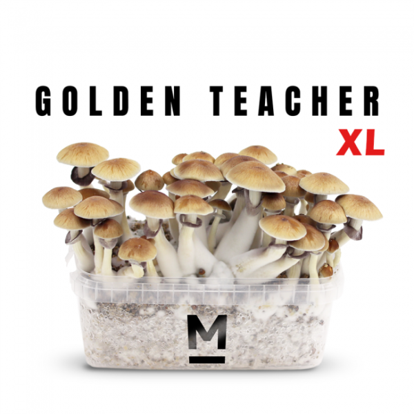 Buy Magic Mushroom Grow Kit Golden Teacher XL by Mondo®