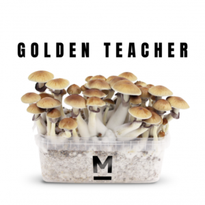 Buy Magic Mushroom Grow Kit Golden Teacher by Mondo®