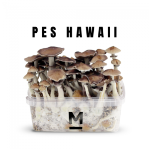 Buy Magic Mushroom Grow Kit Hawaiian PES - Mondo®