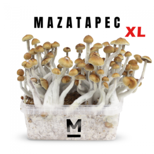 Buy Magic Mushroom Grow Kit Mazatapec XL by Mondo®