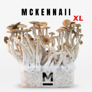 Buy Magic Mushroom Grow Kit McKennaii XL by Mondo®