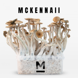Buy Magic Mushroom Grow Kit McKennaii by Mondo®