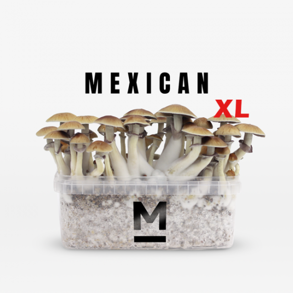 Buy Magic Mushroom Grow Kit Mexican XL by Mondo®