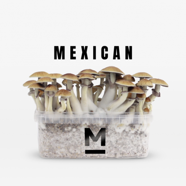 Buy Magic Mushroom Grow Kit Mexican by Mondo®