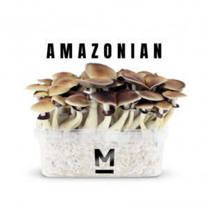 Buy Magic Mushroom Grow Kit PES Amazon by Mondo®.