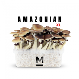 Buy Magic Mushroom Grow Kit PES Amazonian XL by Mondo®