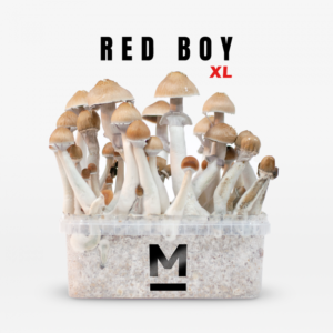 Buy Magic Mushroom Grow Kit Red Boy XL by Mondo®