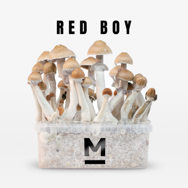Buy Magic Mushroom Grow Kit RedBoy by Mondo®.