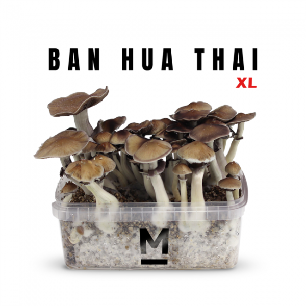 Buy Magic Mushroom Grow Kit Thai XL by Mondo®