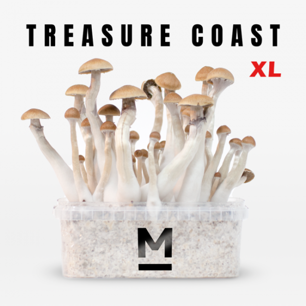 Buy Magic Mushroom Grow Kit Treasure Coast XL by Mondo®.