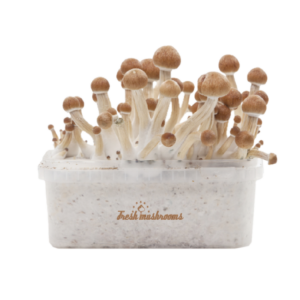 Buy Magic mushroom grow kit Ecuador XP by FreshMushrooms®