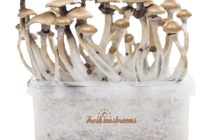 FreshMushroom XP Grow Kit: Additional tips for optimizing your mushroom growth
