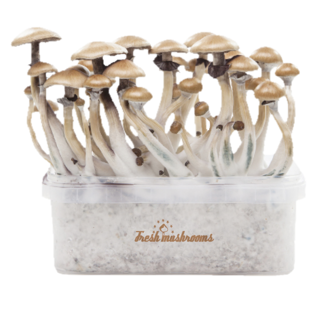 FreshMushroom XP Grow Kit: Additional tips for optimizing your mushroom growth