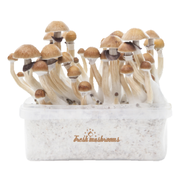Buy Magic mushroom grow kit McKennaii XP by FreshMushrooms®