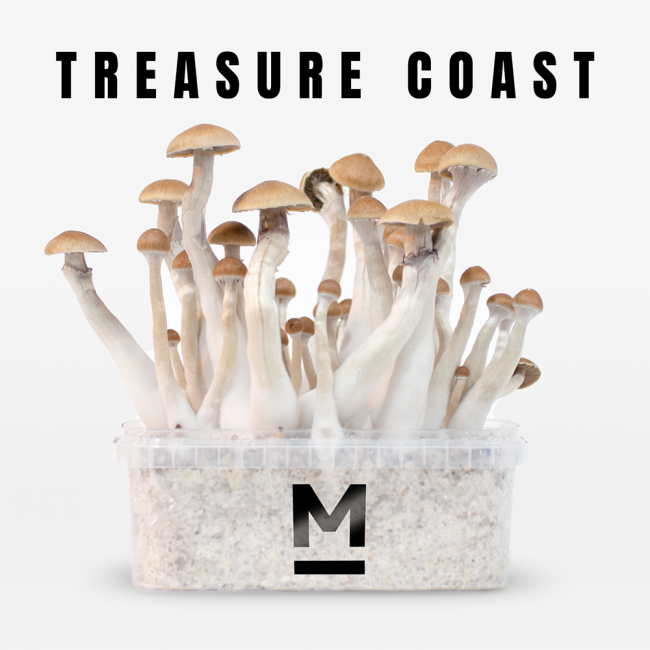 Buy Mondo® Treasure Coast Magic Mushroom Grow Kit - Magic Truffles Shop