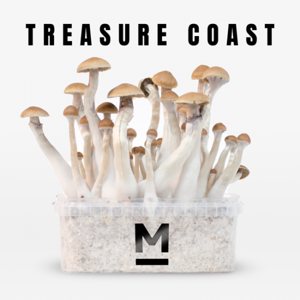 Buy Mondo® Treasure Coast Magic Mushroom Grow Kit