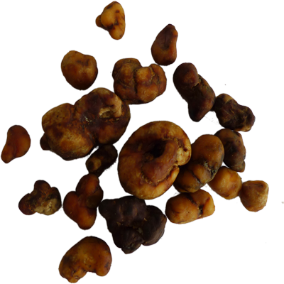 Buy Psilocybe tampanensis 'Pollock' Mushroom Spore Vial