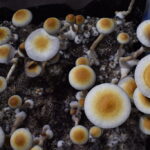 Magic mushroom spores