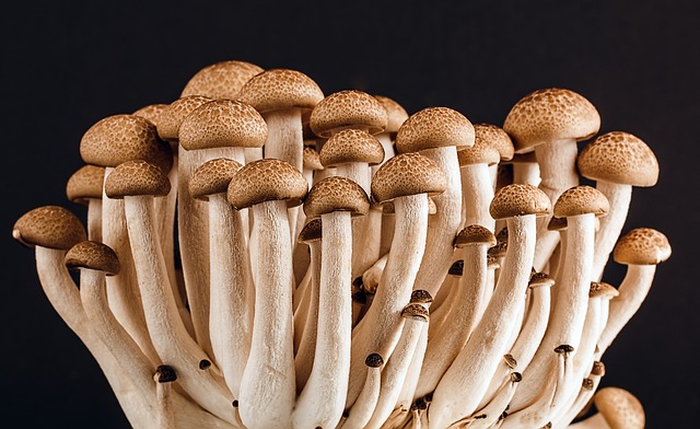 The best online shop for magic mushroom grow kits