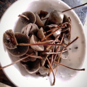Buy Blue Meanines Mushrooms Online