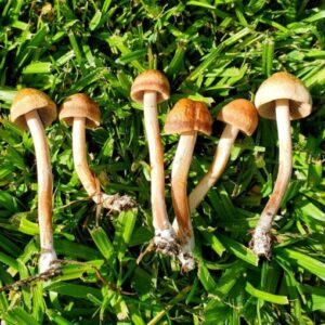 Buy Panaeolus Cinctulus Mushroom